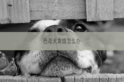 巴哥犬发烧怎么办