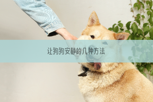 让狗狗安静的几种方法