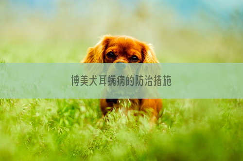 博美犬耳螨病的防治措施