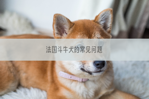 法国斗牛犬的常见问题