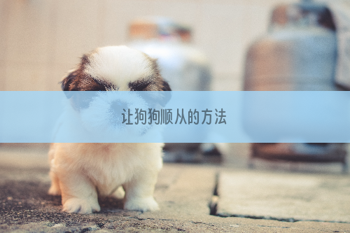 让狗狗顺从的方法