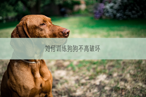 如何训练狗狗不高破坏