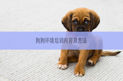 狗狗环境培训内容及方法