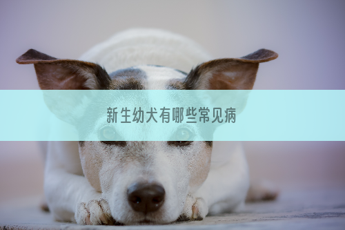 新生幼犬有哪些常见病