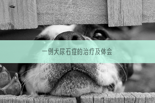 一例犬尿石症的治疗及体会