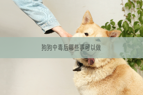 狗狗中毒后哪些事可以做