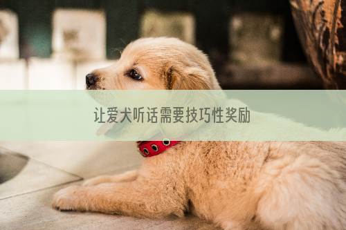 让爱犬听话需要技巧性奖励