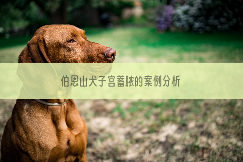 伯恩山犬子宫蓄脓的案例分析