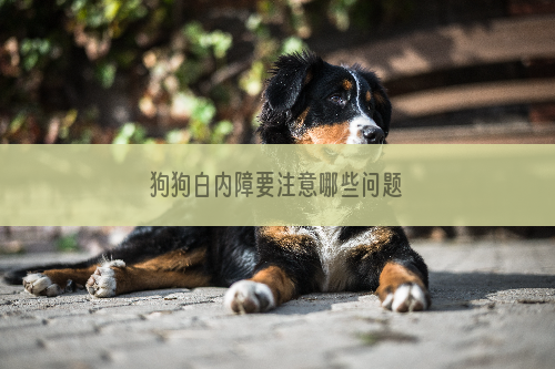 狗狗白内障要注意哪些问题