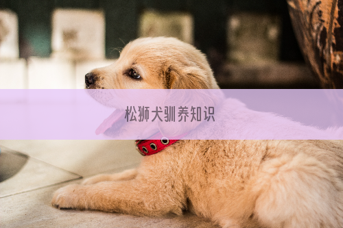 松狮犬驯养知识