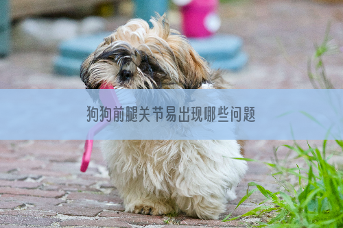 狗狗前腿关节易出现哪些问题