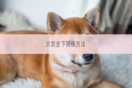 犬类坐下训练方法