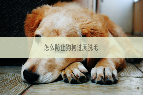 怎么防止狗狗过度脱毛