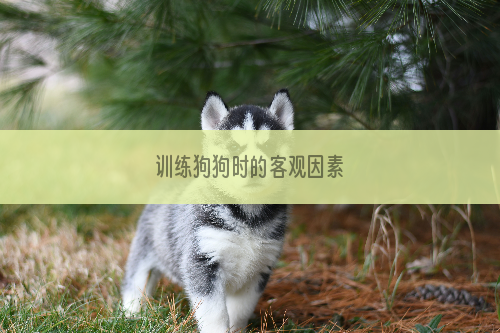 训练狗狗时的客观因素