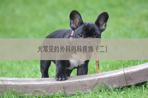 犬常见的外科内科疾病（二）