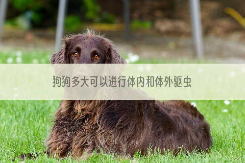 狗狗多大可以进行体内和体外驱虫