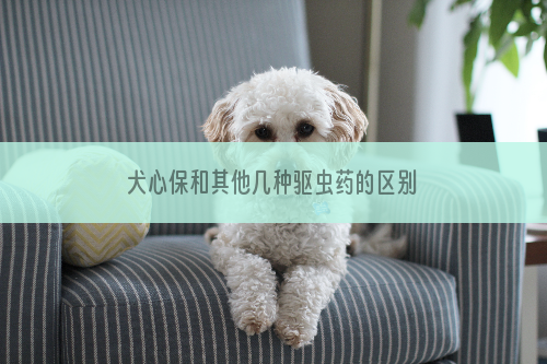 犬心保和其他几种驱虫药的区别