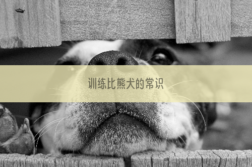 训练比熊犬的常识