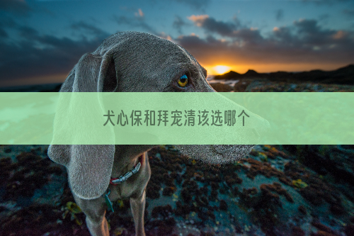犬心保和拜宠清该选哪个