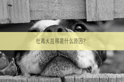 杜高犬拉稀是什么原因？