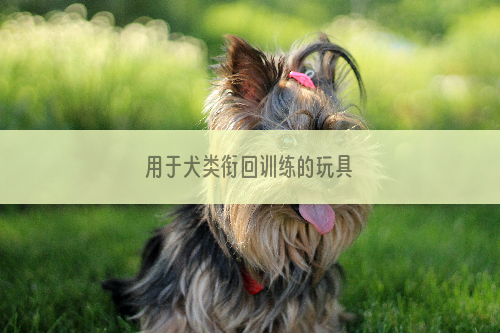 用于犬类衔回训练的玩具