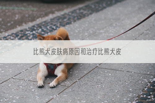 比熊犬皮肤病原因和治疗比熊犬皮肤病的方法