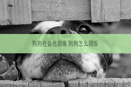狗狗社会化训练 狗狗怎么训练