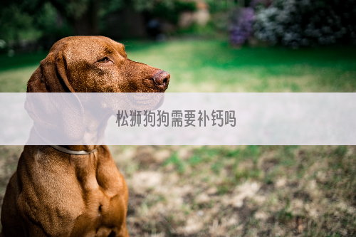 松狮狗狗需要补钙吗