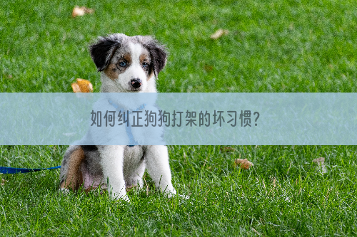 如何纠正狗狗打架的坏习惯？