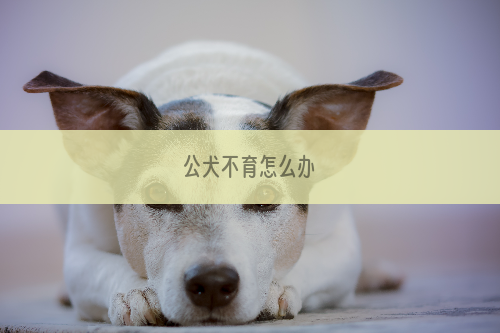 公犬不育怎么办