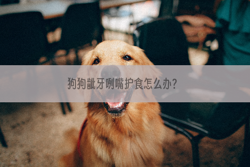 狗狗龇牙咧嘴护食怎么办？