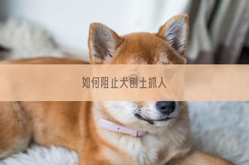 如何阻止犬刨土抓人
