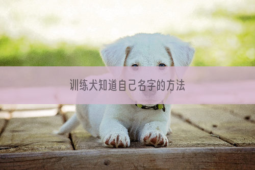 训练犬知道自己名字的方法