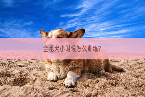 金毛犬小时候怎么训练?