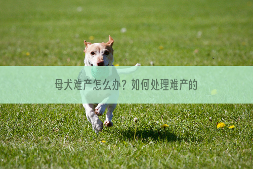 母犬难产怎么办？如何处理难产的狗狗