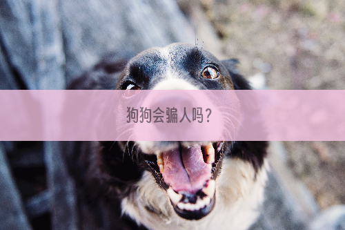 狗狗会骗人吗？