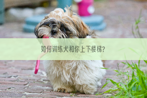 如何训练犬和你上下楼梯?