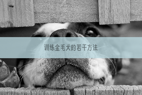 训练金毛犬的若干方法