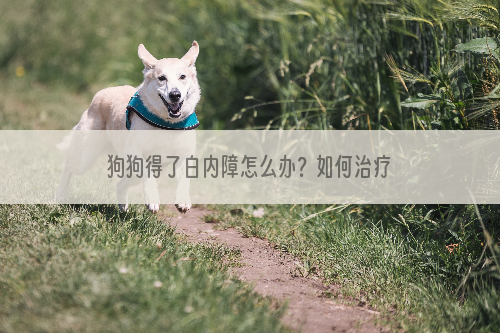 狗狗得了白内障怎么办？如何治疗？狗狗白内障的病因