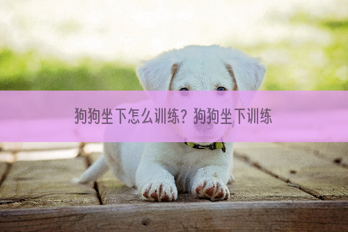 狗狗坐下怎么训练？狗狗坐下训练方法