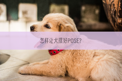 怎样让犬摆好POSE?