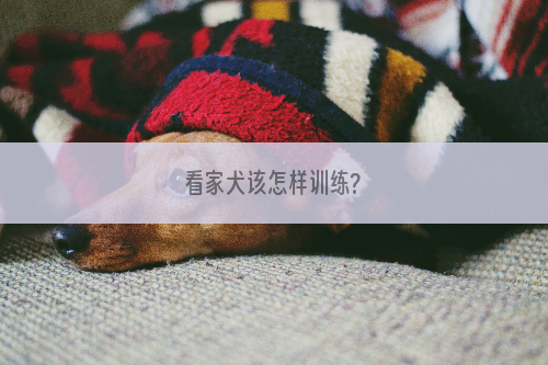 看家犬该怎样训练?