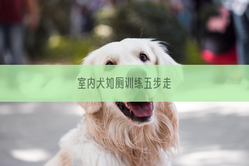 室内犬如厕训练五步走
