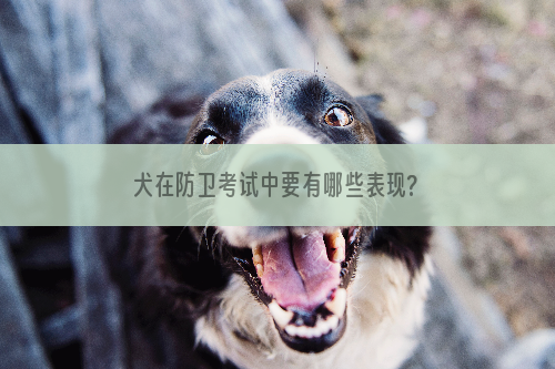 犬在防卫考试中要有哪些表现?