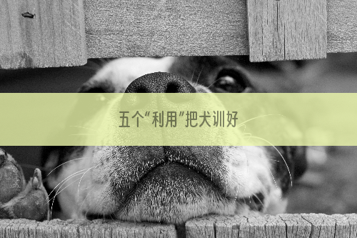 五个“利用”把犬训好