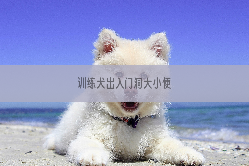 训练犬出入门洞大小便