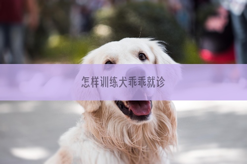 怎样训练犬乖乖就诊