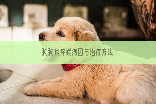 狗狗耳痒螨病因与治疗方法