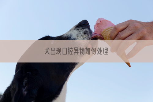 犬出现口腔异物如何处理