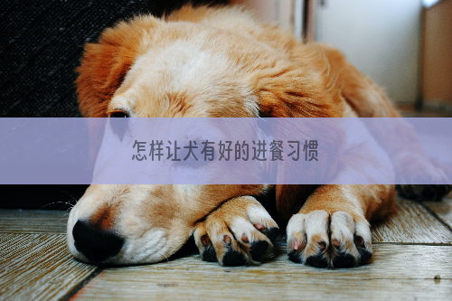 怎样让犬有好的进餐习惯